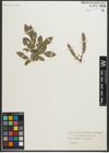 Foto von Salix myrsinites L. x Salix phylicifolia L.